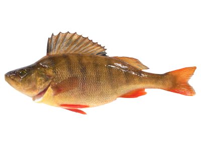 Ahven kokonainen RGB