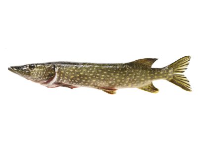 Hauki kokonainen RGB