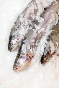 Kalaneuvos tuore kirjolohi 1 RGB