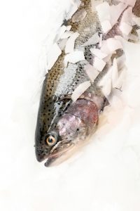 Kalaneuvos tuore kirjolohi 2 RGB