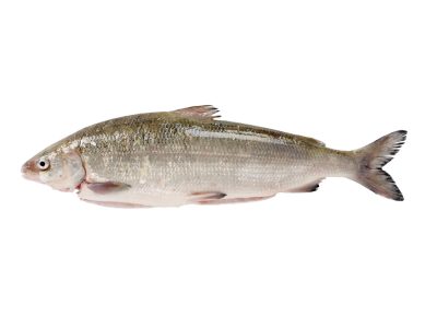 Siika, kokonainen RGB