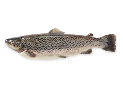 Taimen, kokonainen RGB